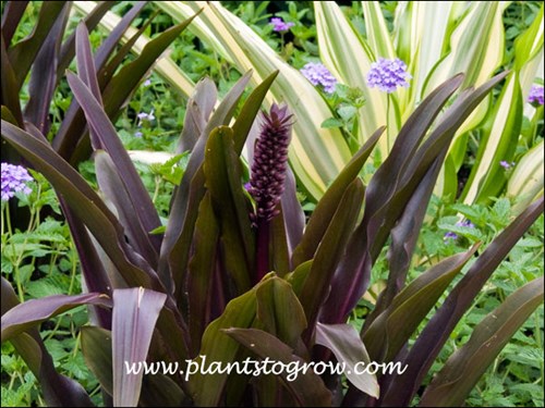 The purple flower looks like a small Pineapple before he florets start forming.